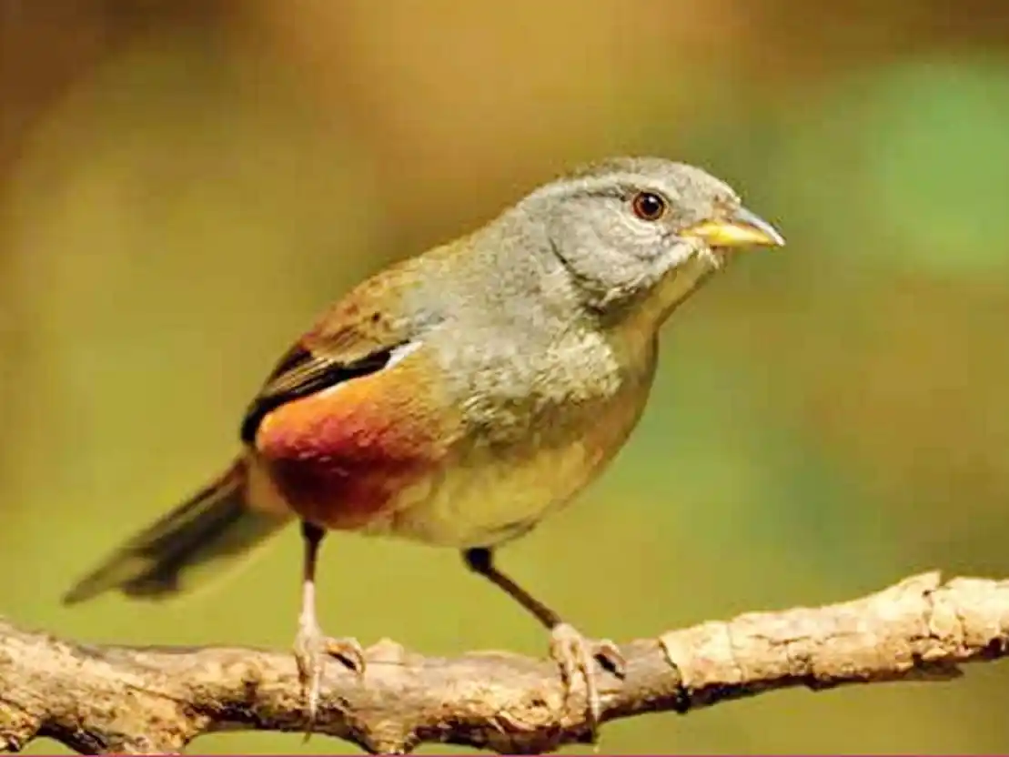 Presentan un libro sobre aves entrerrianas en el Museo Antonio Serrano