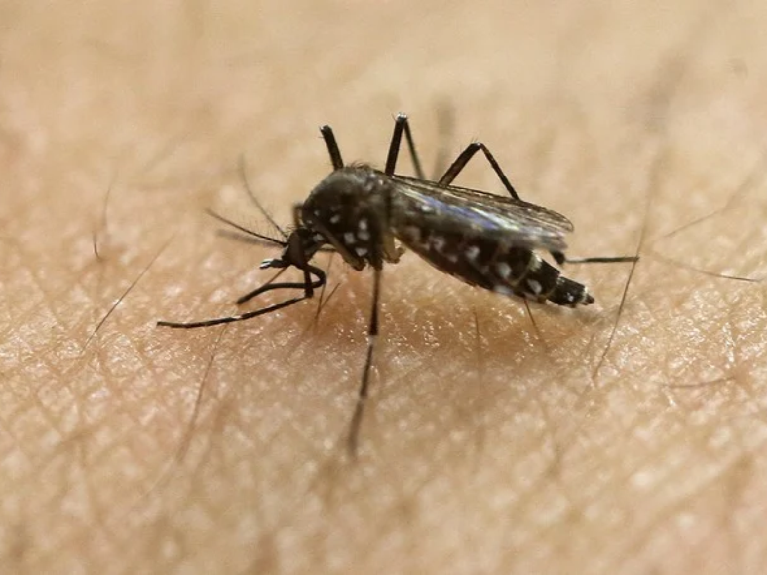 Ya son 42 los muertos por dengue en el país y los expertos creen que el brote seguirá hasta mayo