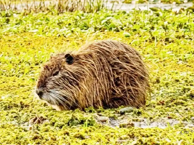 Habitantes de humedales del departamento Concordia