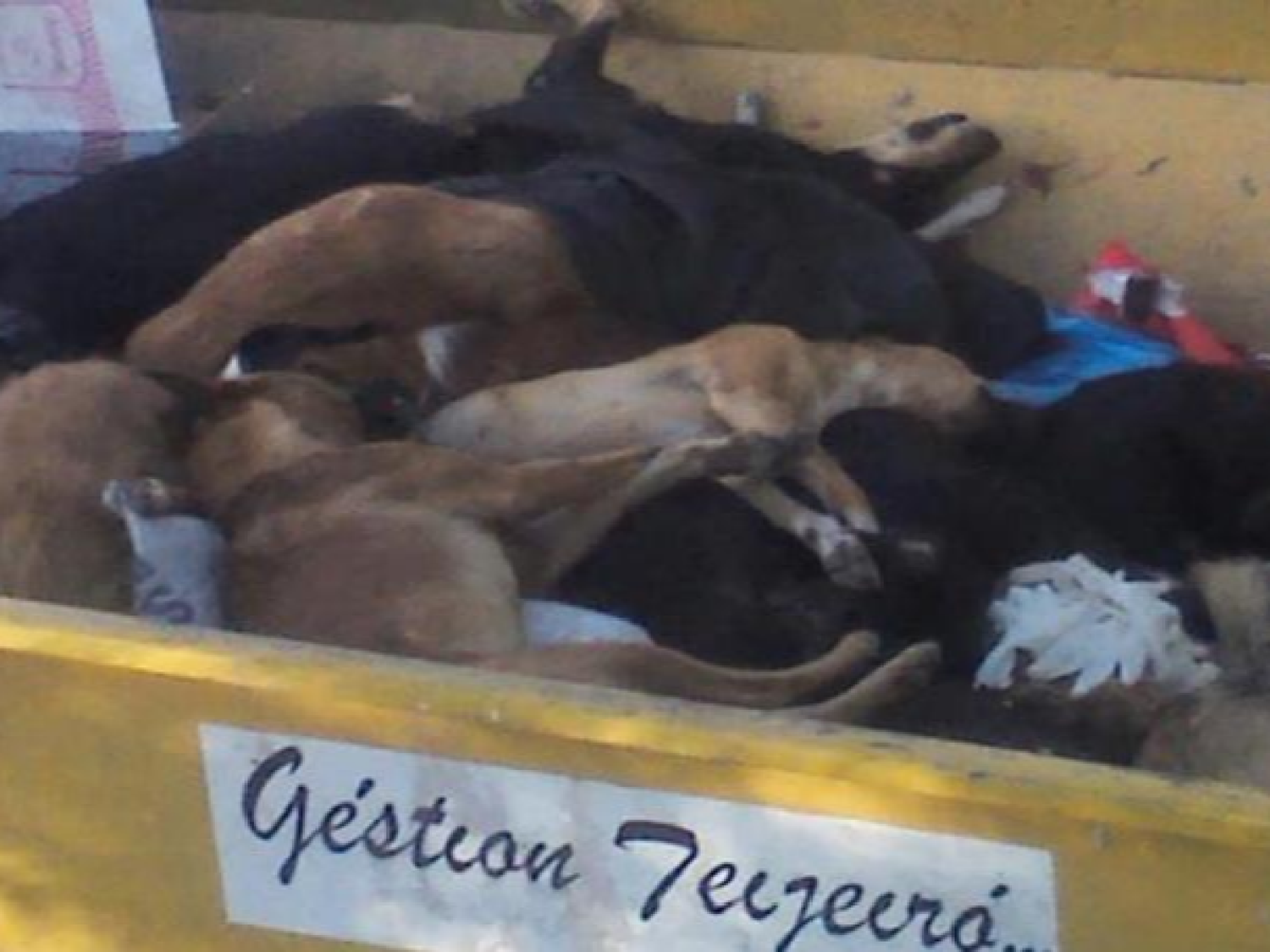 Deán Funes: llega a juicio el ex intendente acusado de la matanza de más de 500 animales
