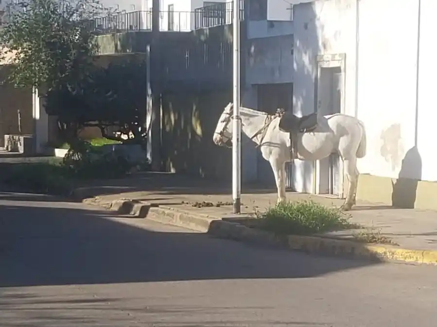 Trámites a caballo: "No gasta en remis"