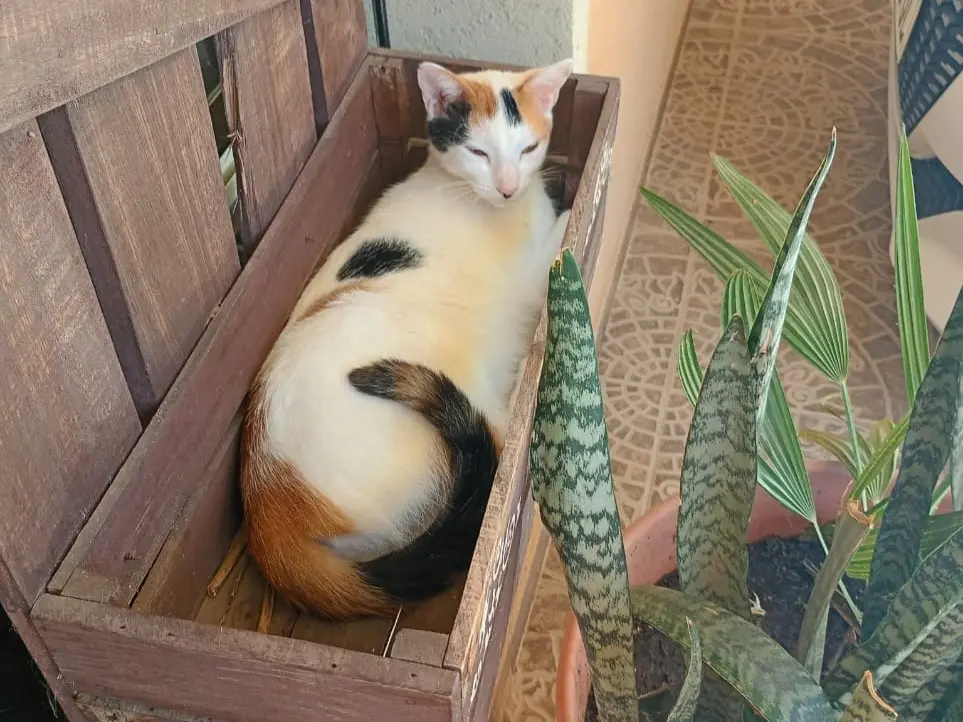 Gatita perdida: buscan a Lola