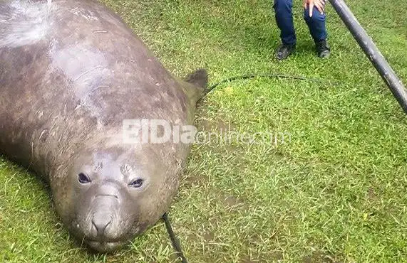 VIDEO: El elefante marino pesa 1200 kilos y hoy será trasladado  