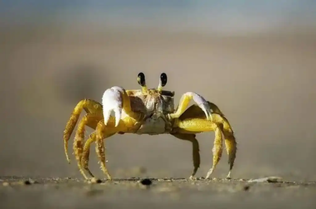 Un cangrejo impidió el aterrizaje de un avión en Brasil