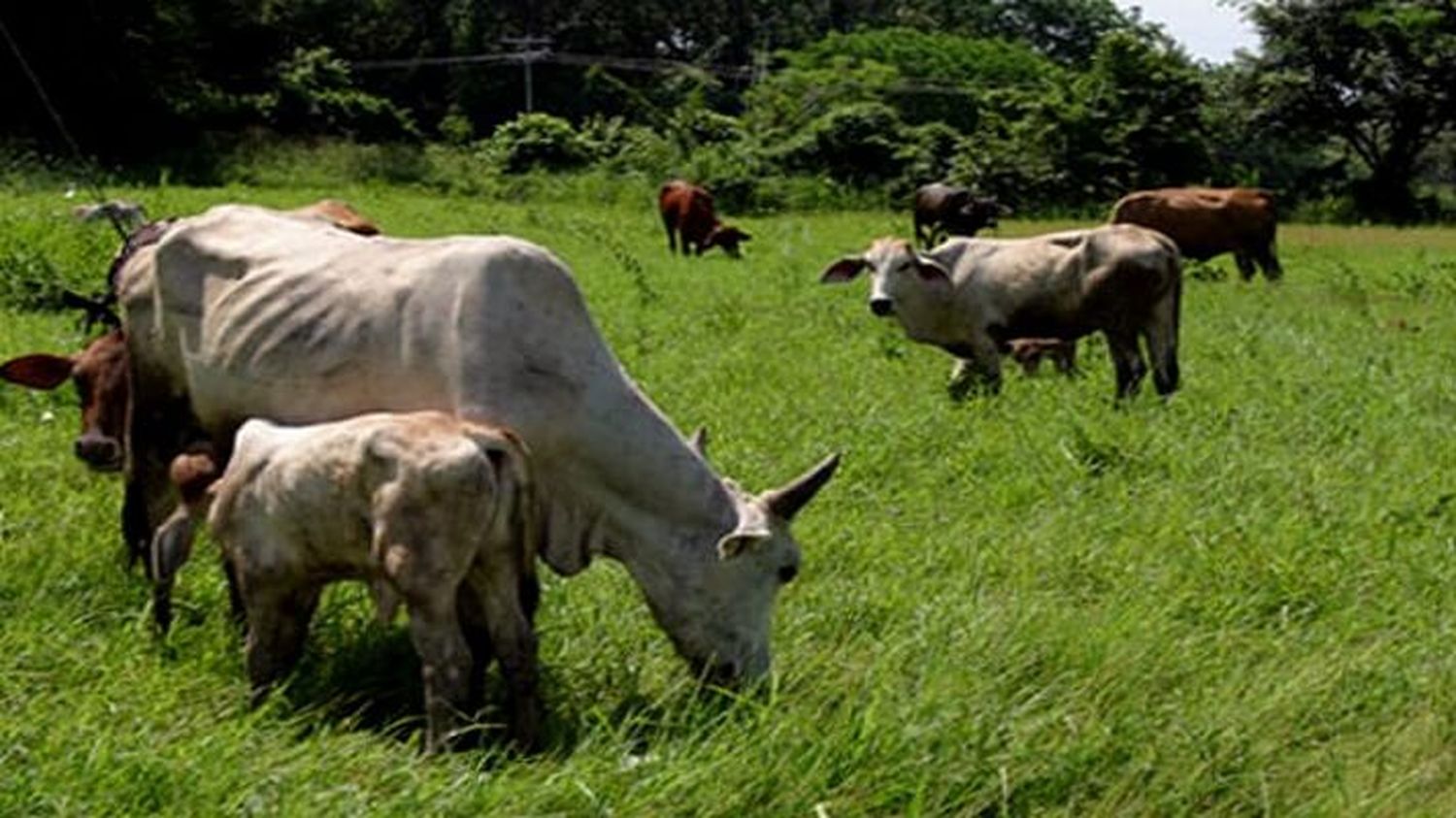 FEDENAGA advierte sobre el «estancamiento» del consumo de carne entre los venezolanos