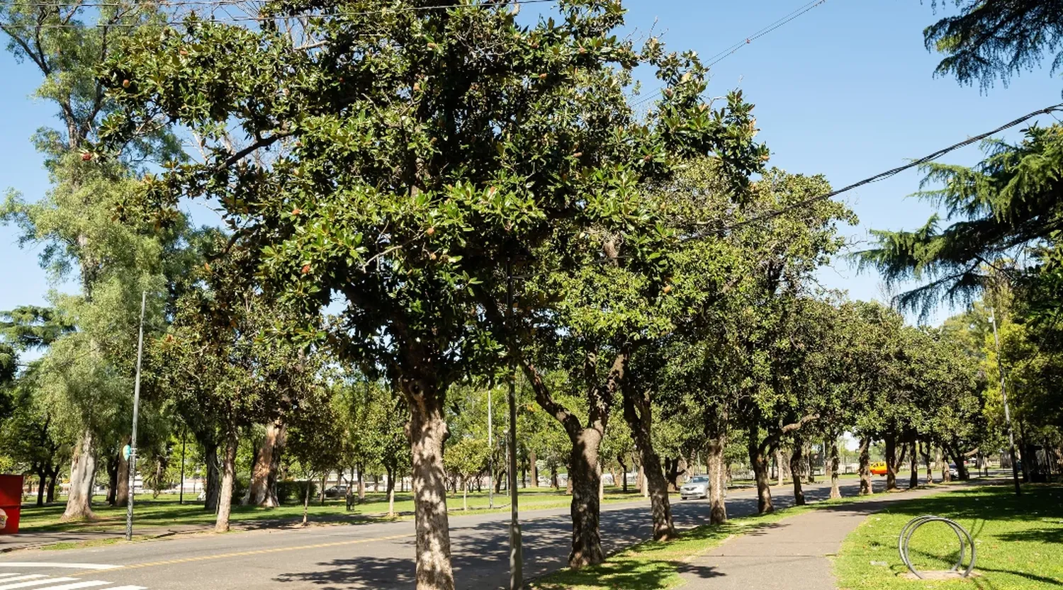 Agapito Blanco explicó por qué el arbolado público debe ser considerado patrimonio natural de Rosario