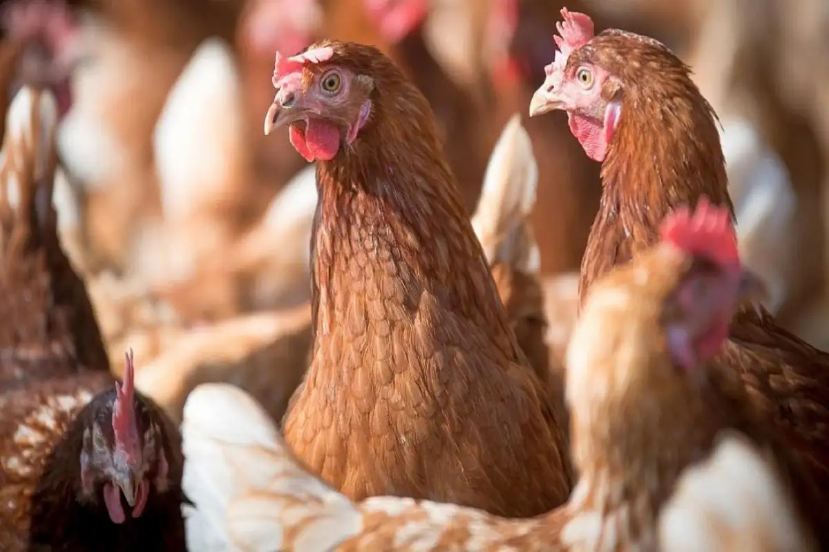 Confirman un caso de gripe aviar en Entre Ríos: detectado en aves de traspatio en Nogoyá