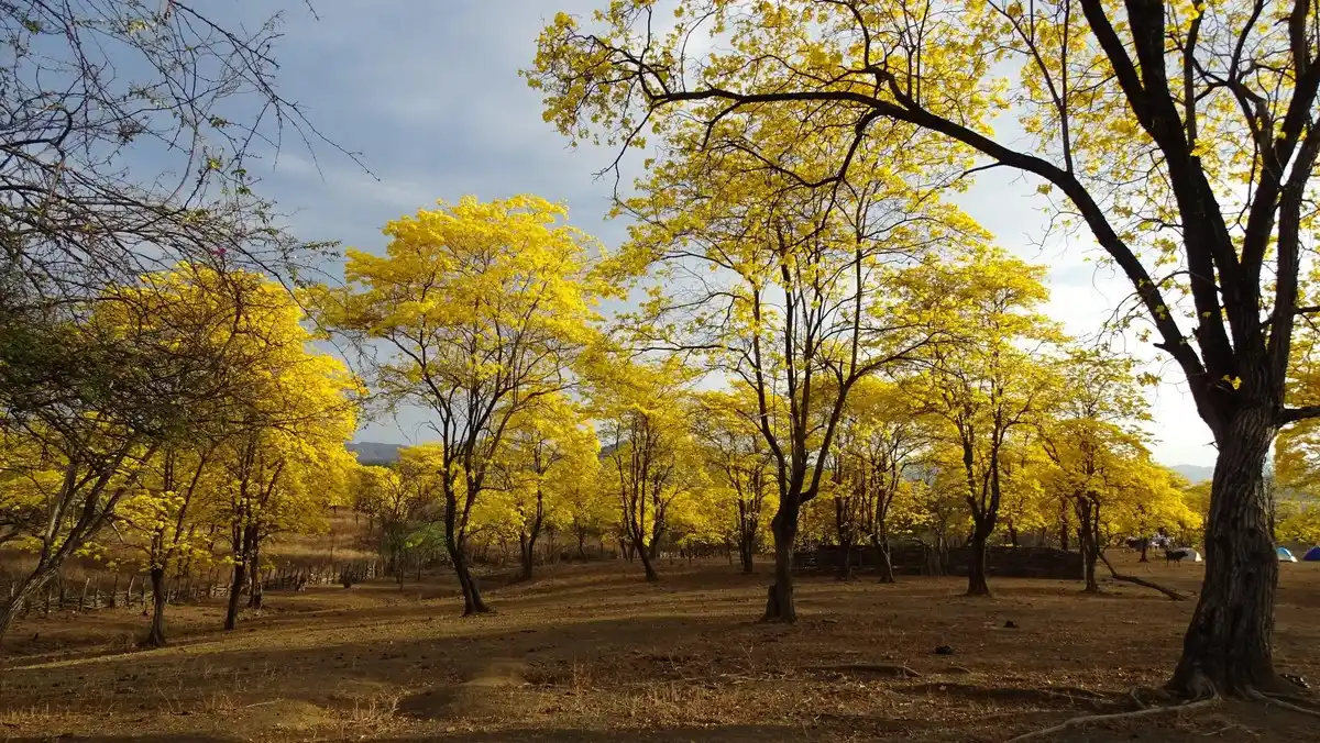 Ecuador: el bosque que se viste "de oro" ocho días al año