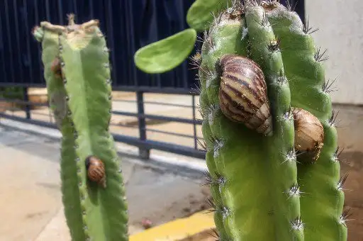 Una "plaga" de caracoles gigantes africanos, un molusco voraz y peligroso para humanos, fue detectada en el occidente de Venezuela, causando alarma en medio de un prolongado período de lluvias que facilita su reproducción. (Foto por Luis BRAVO / AFP)