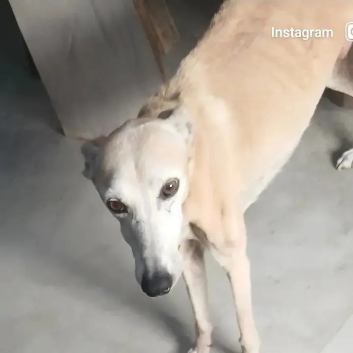 Buscan al perrito Joey