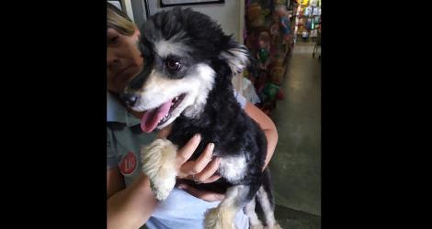 Perrita encontrada