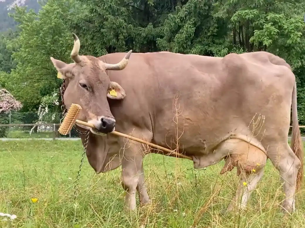 La vaca que sorprendió a la ciencia: utiliza herramientas y desconcierta a todos