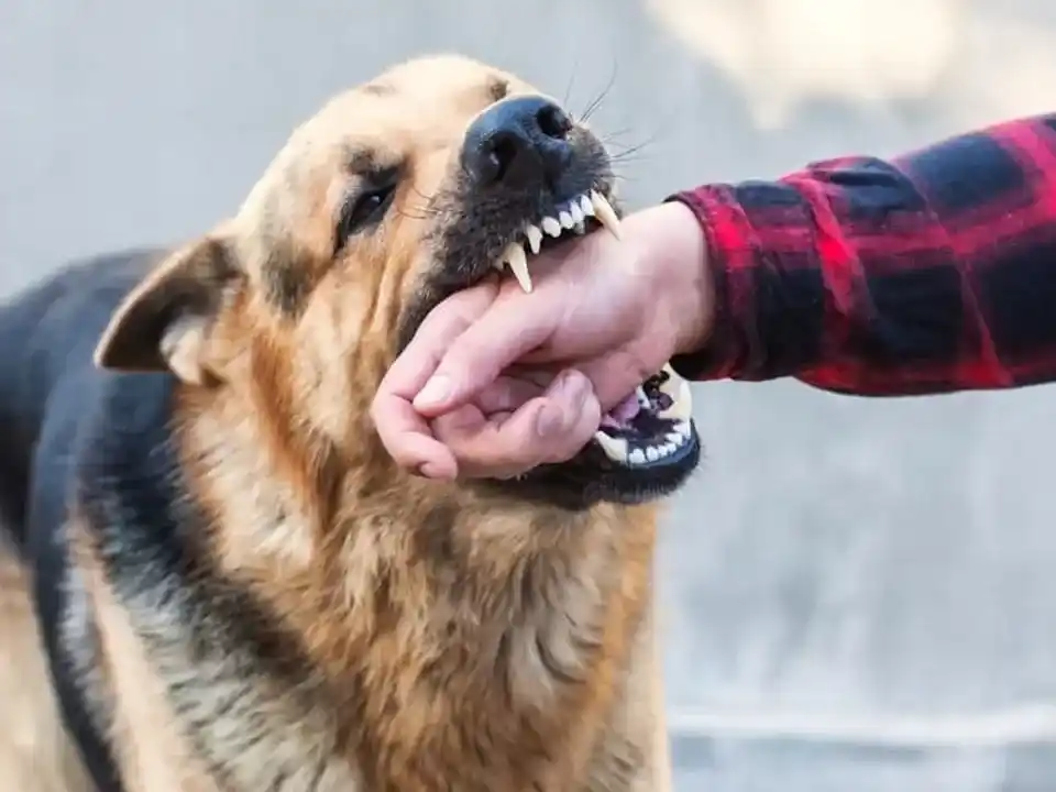 Entre Ríos y la región Centro concentran alta carga de mordeduras de perro en el país