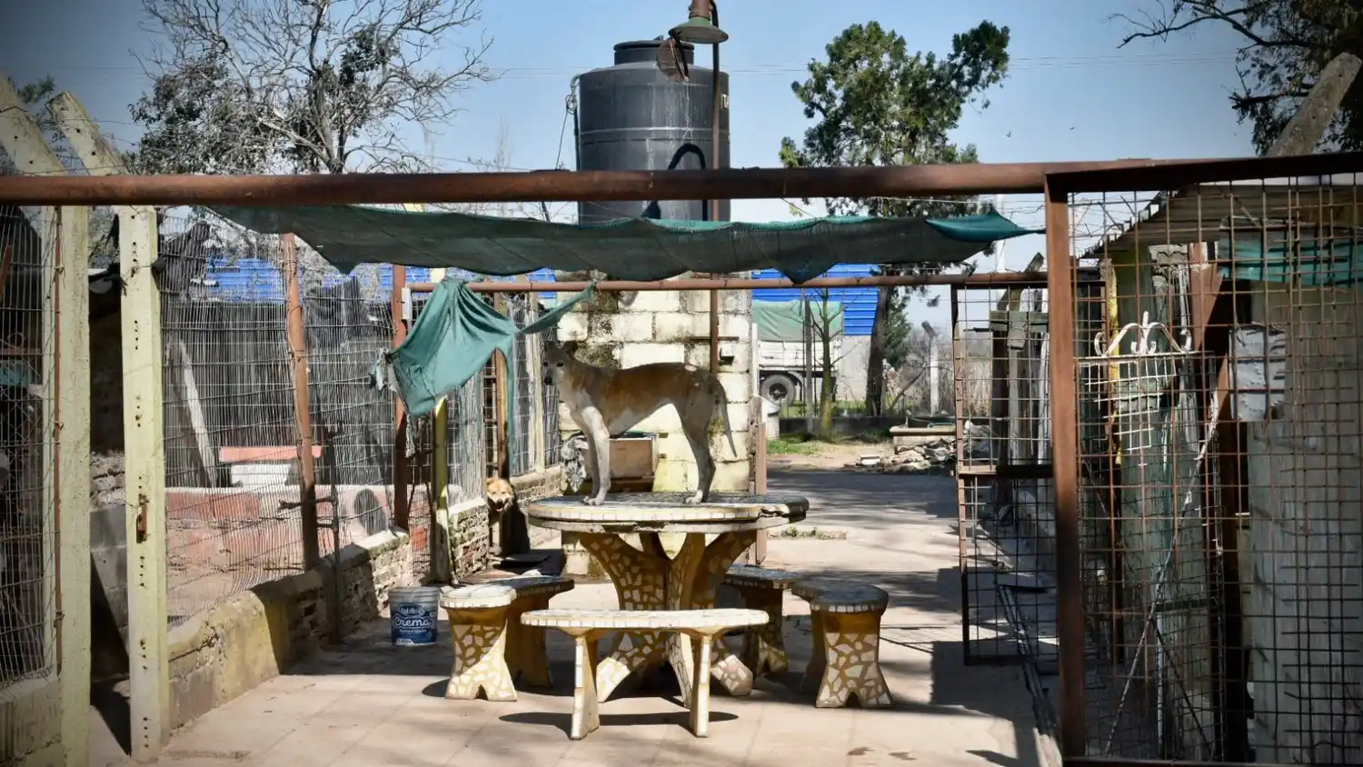 Refugio de animales contado desde sus voluntarias