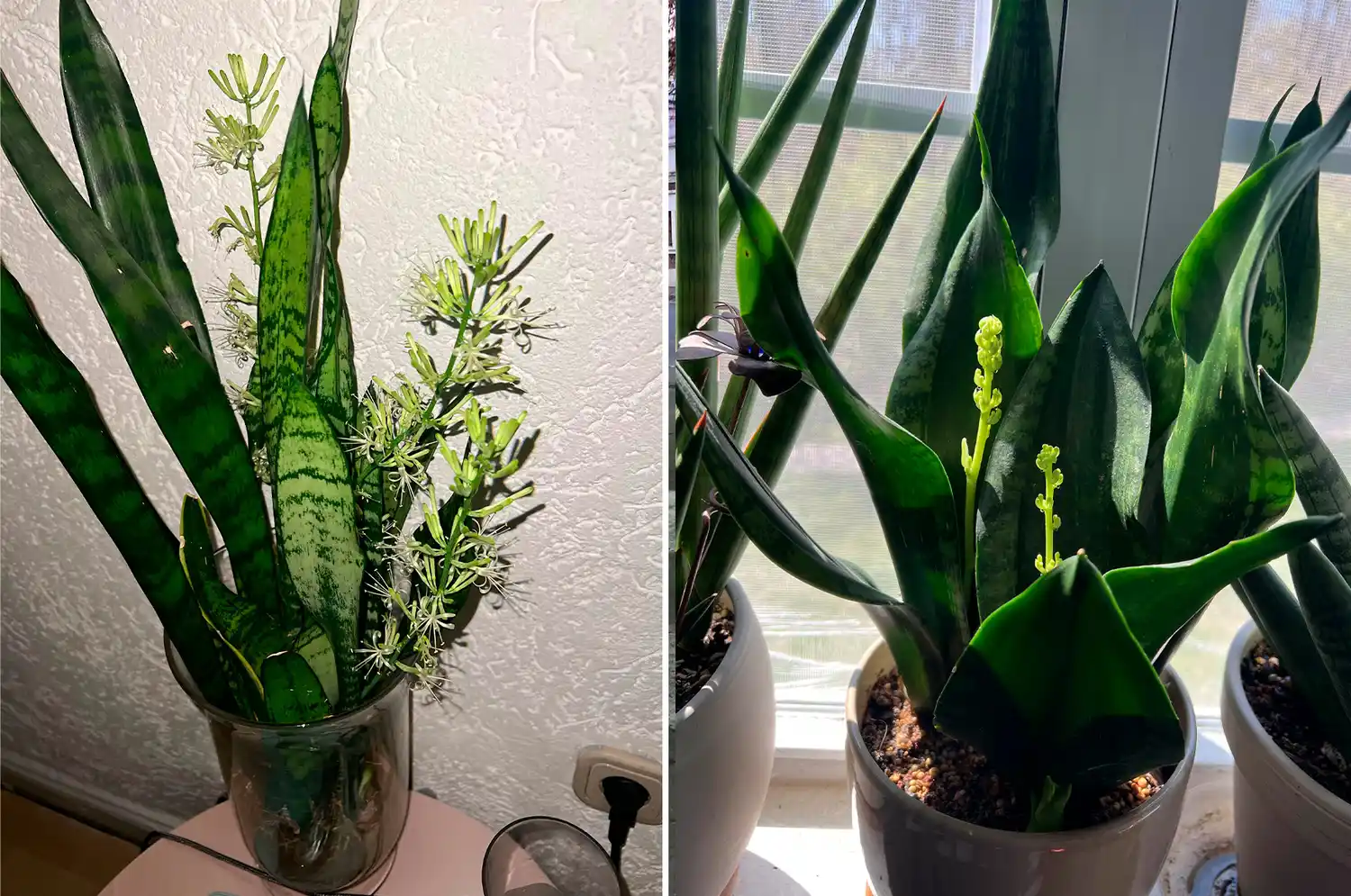 ¿Qué significa que la "lengua de suegra" florezca? El poderoso mensaje detrás, según el Feng Shui