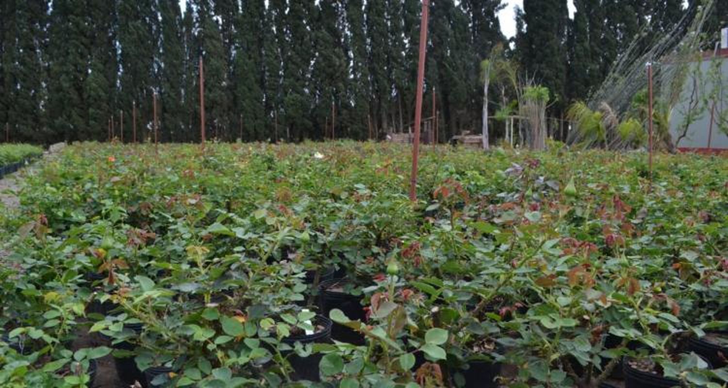 Cuarentena: habilitaron la actividad comercial de viveros y aguardan normativa para el traslado entre municipios