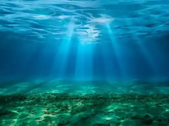 Cine, naturaleza y solidaridad: una propuesta para celebrar el Día Mundial de los Océanos en Mar del Plata
