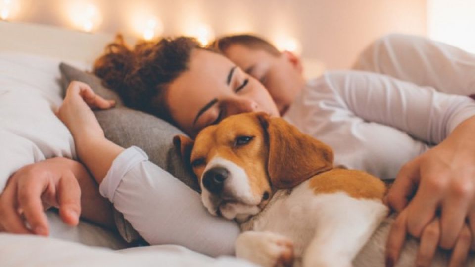 Concordia dio un paso histórico por el bienestar animal: ya no se podrá criar ni vender mascotas con fines comerciales