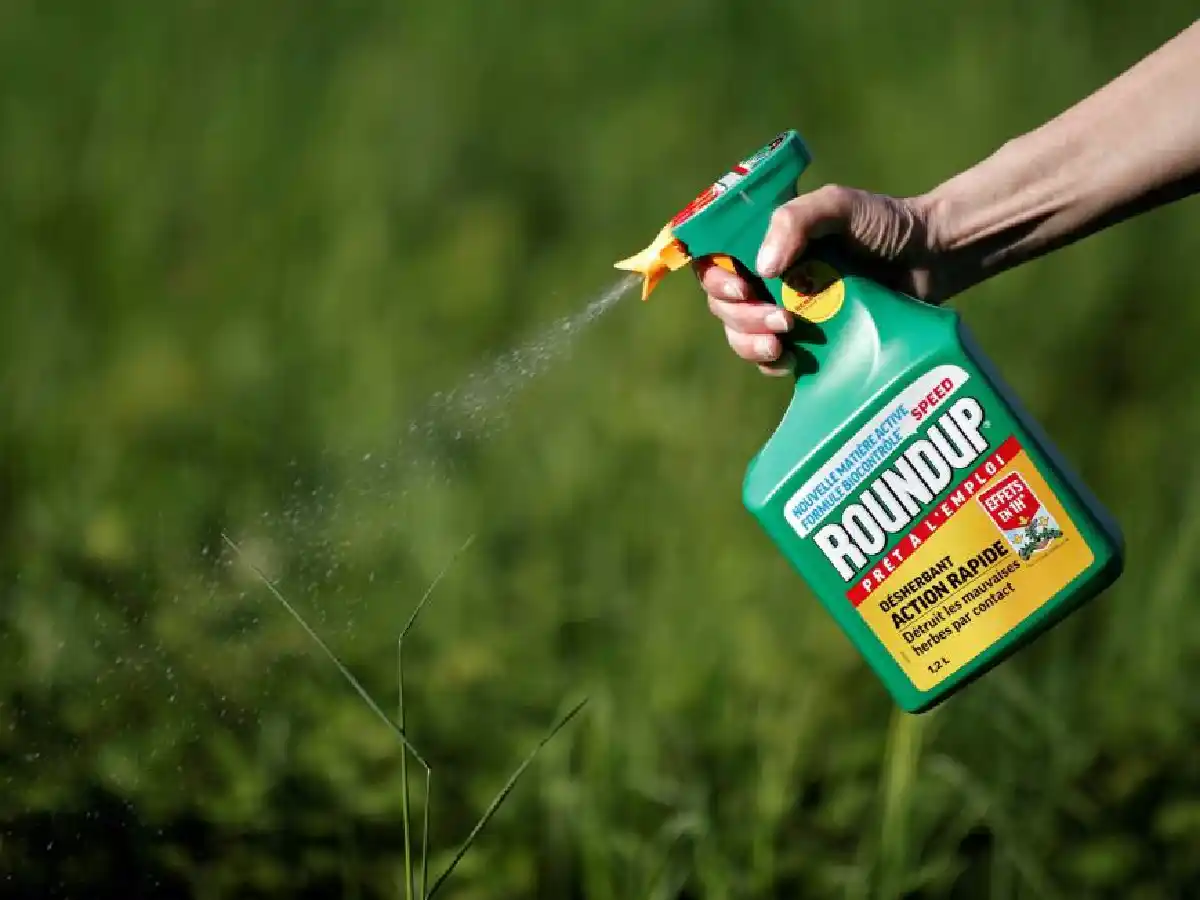 Monsanto, hallado culpable por el uso de  glifosato en Estados Unidos	