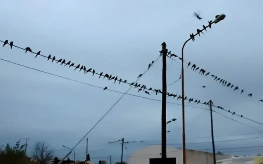 loros ascasubi