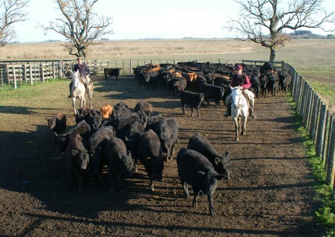 Productor murió al ser “apretado” por una vaca en un corral