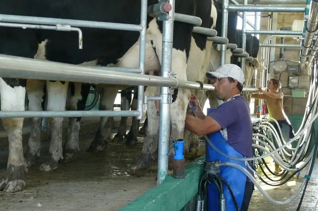 Octubre lácteo: octavo mes positivo para el negocio de la cadena