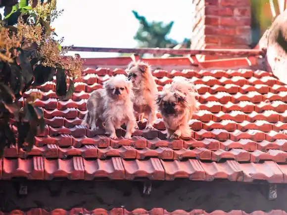 Rescataron a 18 perros que se encontraban en estado de abandono en dos viviendas