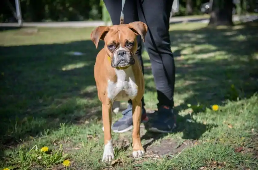 Quirófanos móviles para animales: nuevas ubicaciones