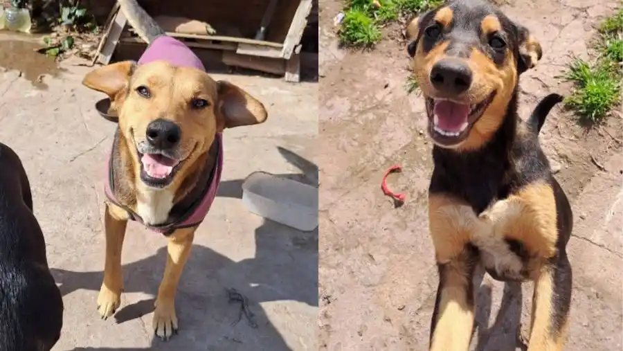 Perritas en adopción