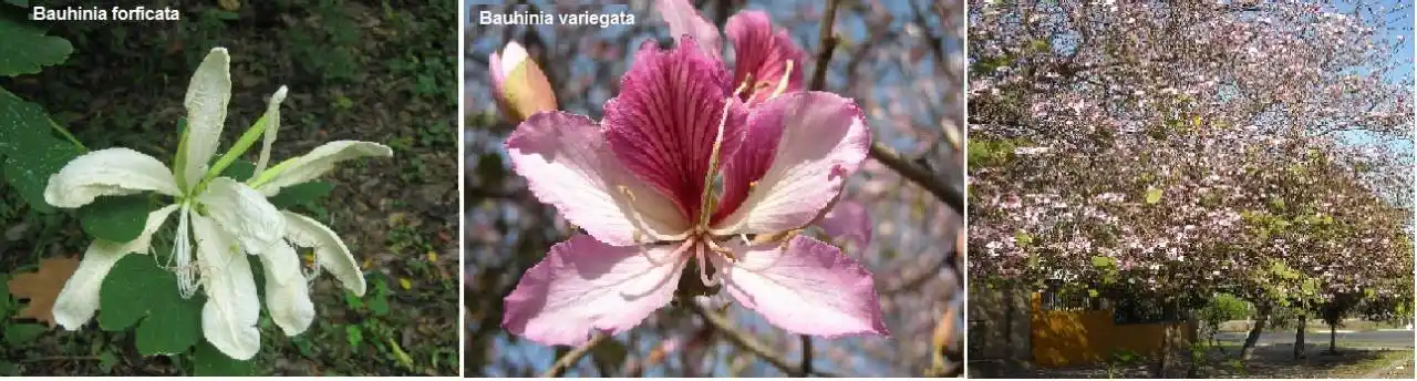 Pezuñas de vaca: hay bahunias y bahunias...