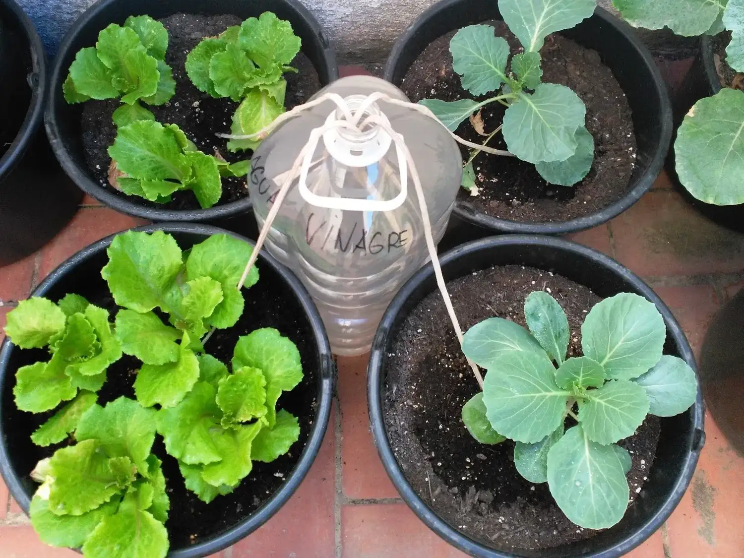 El truco definitivo de jardinería: cómo crear un riego por capilaridad casero para tus plantas de interior - 2