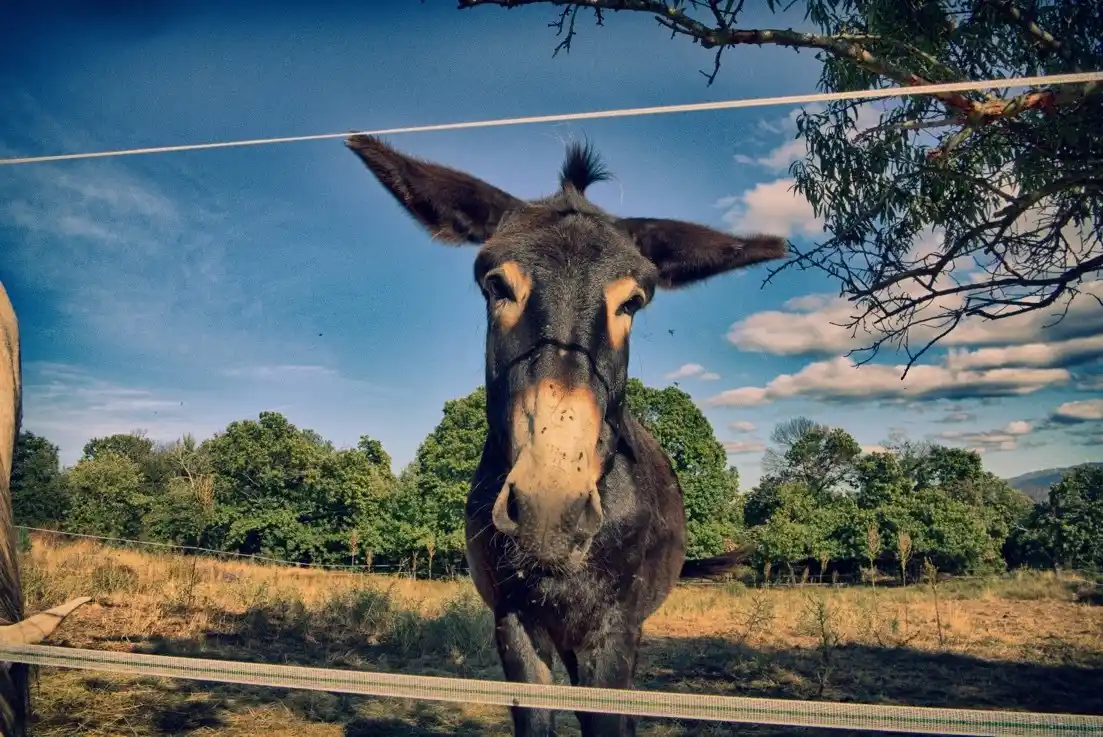 Que al burro no le falten zanahorias
