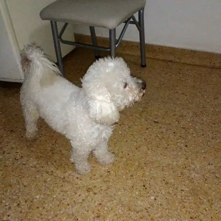 “Buscamos a Bichón”