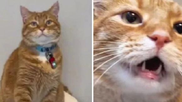 EL GATO TIKTOKER: Casi que habla y por esto se hizo famoso (Video)