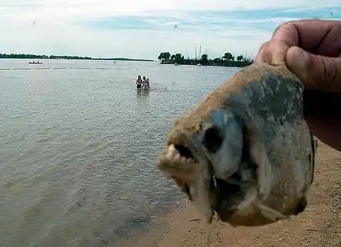 Rosario: Un ataque de palometas en el río Paraná dejó 60 heridos