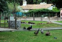Granja los Pibes no realizará más rescates locales de fauna silvestre