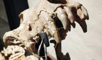 Descubrieron vestigios de un pariente del perro que vivió hace 200 mil años