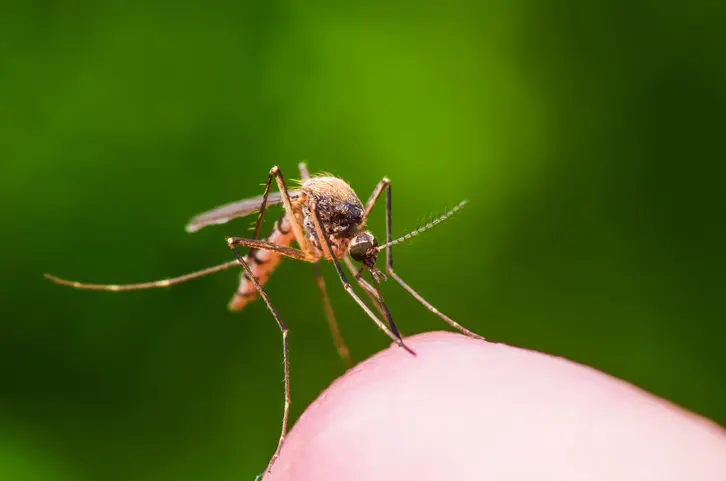 Mosquito Aedes Aegypti