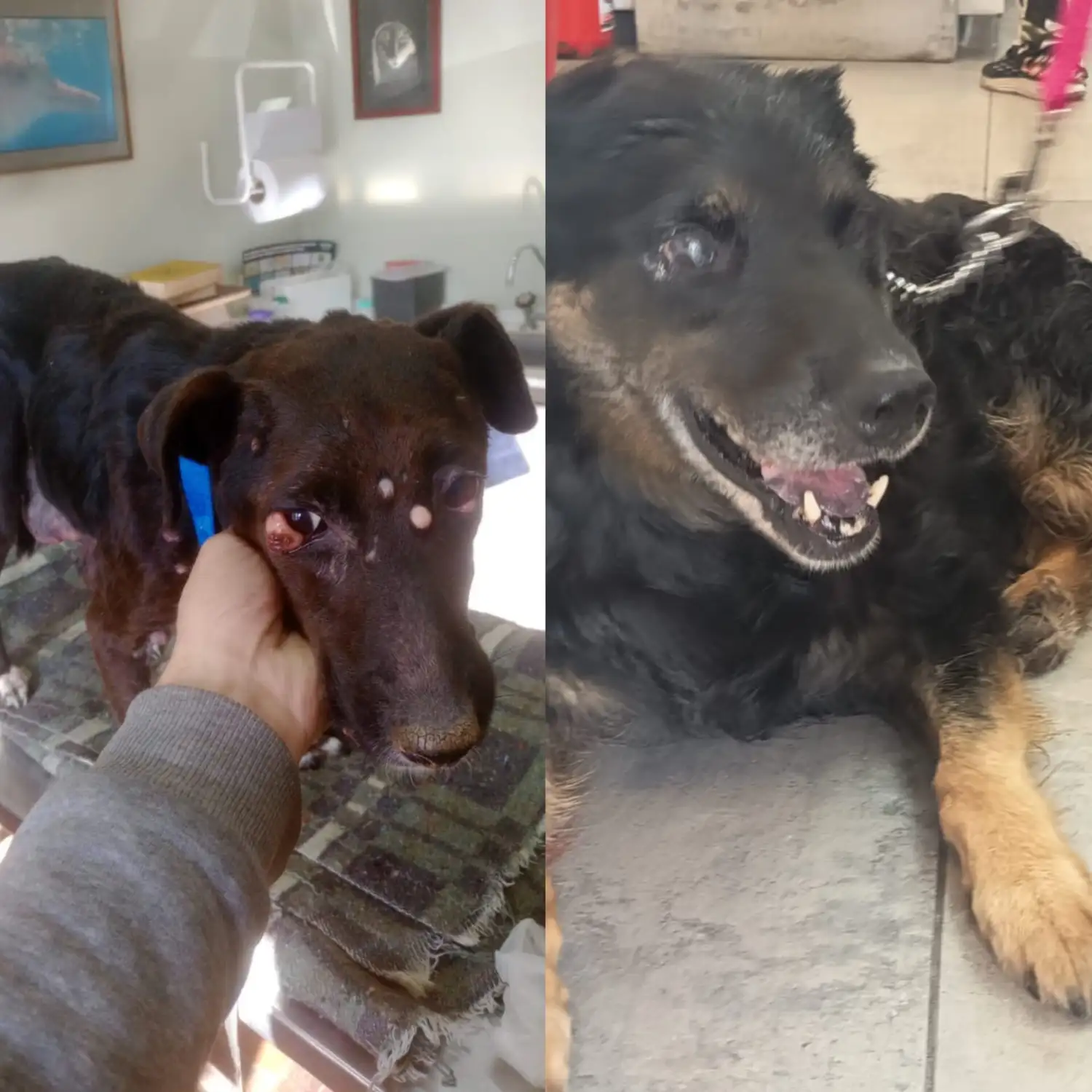 perritos casino rulo morena 2