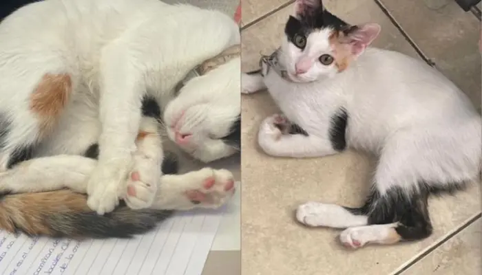 Buscan a la pequeña gatita Mía