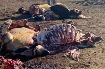 Le carnearon la mitad de las vacas lecheras a un joven productor santafesino