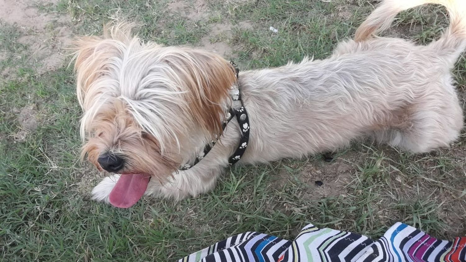 Siguen buscando la mascota de turistas: ofrecen recompensa