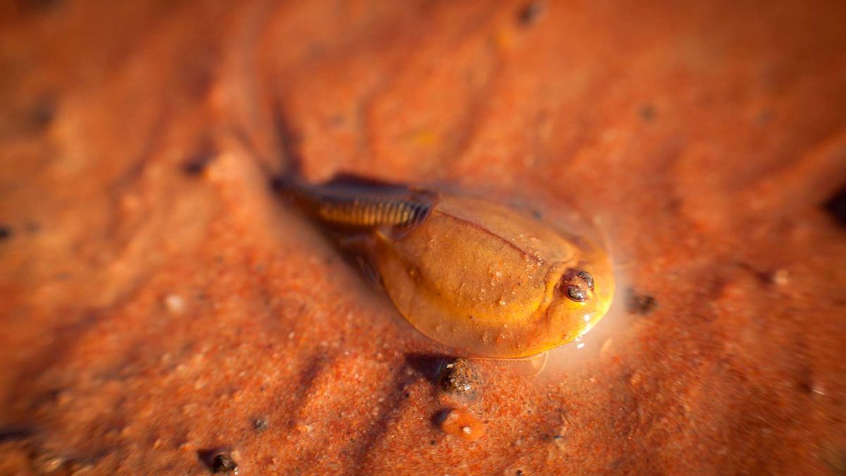 Despertaron CAMARONES DINOSAURIOS en el desierto de Nevada