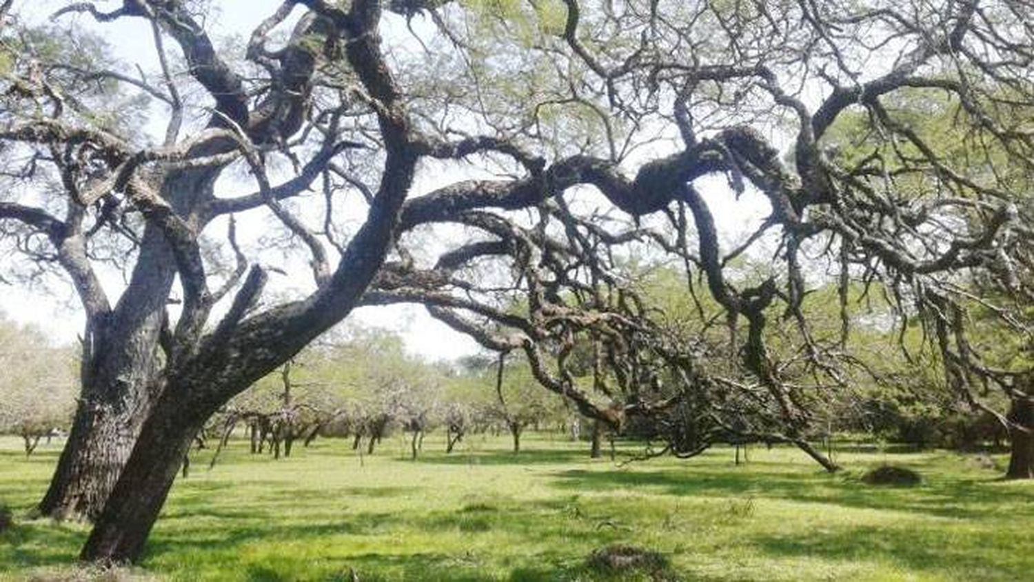 Caracterización  de los  productores del Espinal Norte