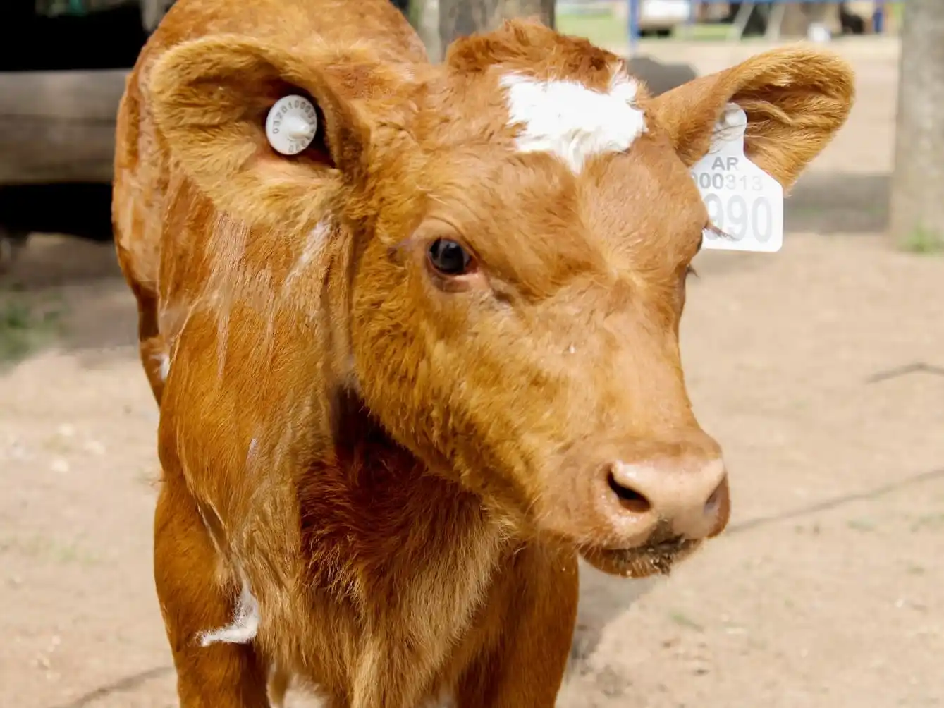 La caravana electrónica obligatoria ya está vigente en la Argentina