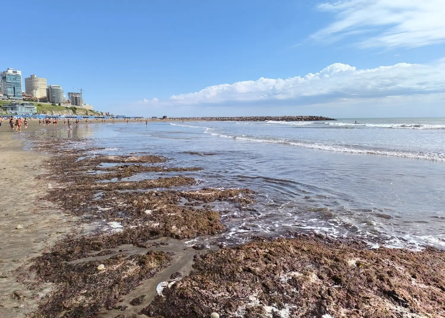 Los especialistas del INIDEP recolectaron muestras en playa Varese y detectaron al menos 17 especies de macroalgas