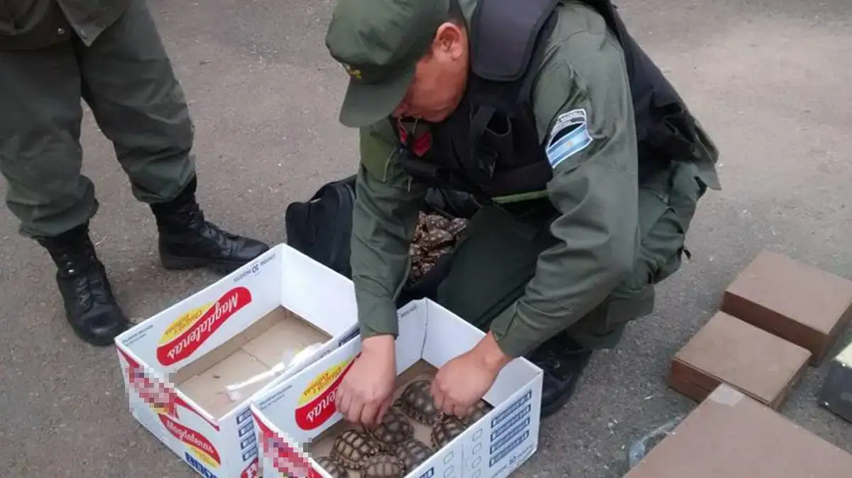 Rescatan aves y tortugas transportadas en un camión