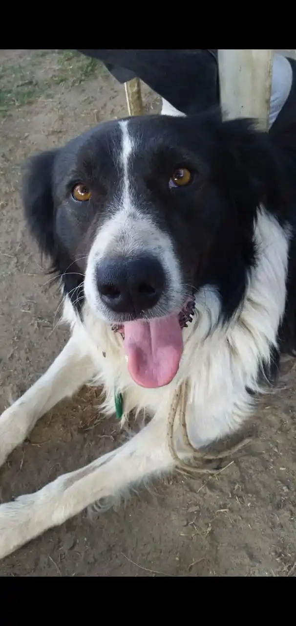 Buscan a “Oso” #Solucionado