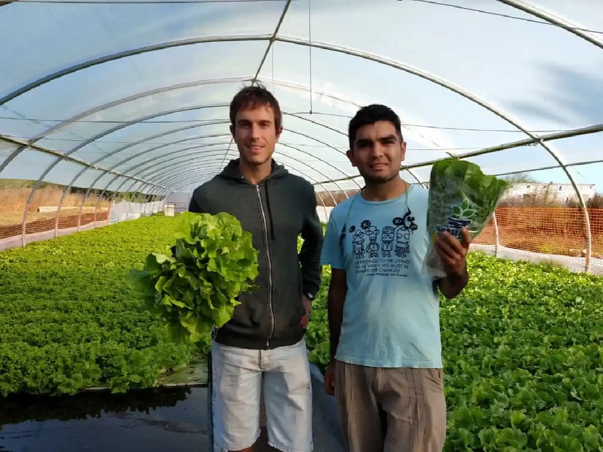 Del balcón a una huerta hidropónica que revoluciona el mercado regional      