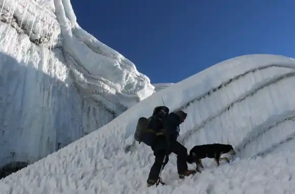 Mera, la perra callejera que conquistó el Himalaya